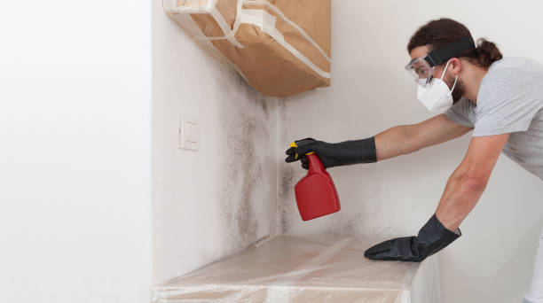 Professional Black Mold Remediation technician working in Woodbine, GA