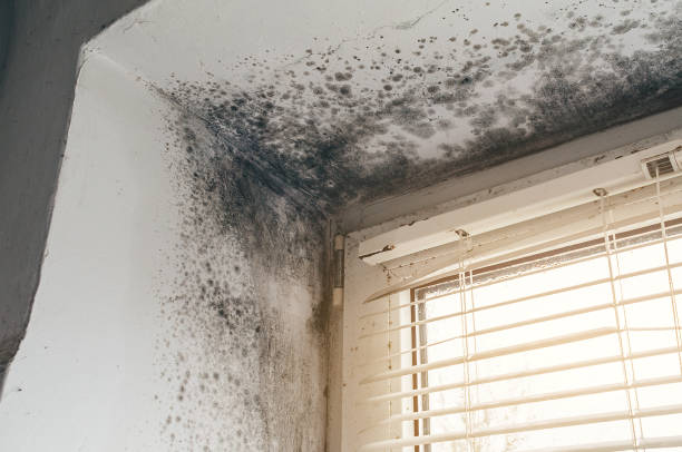 Affordable Black Mold Remediation solutions in Woodbine, GA