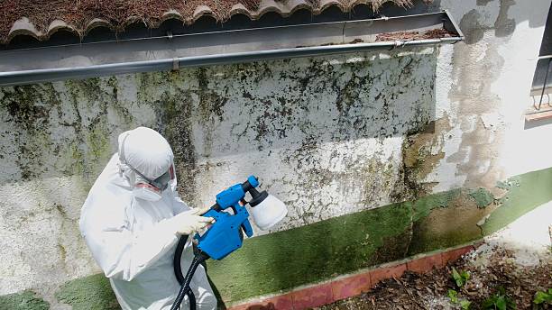 Top rated local Black Mold Remediation specialists in Woodbine, GA